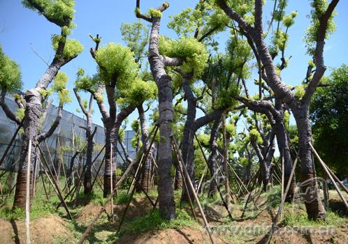   4月初從南街移植至南嶼苗地的行道樹(shù),，已基本成活