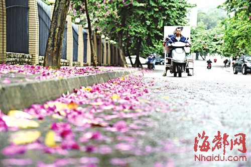 梅亭路洋紫荊花瓣落滿人行道　吸引市民駐足觀賞