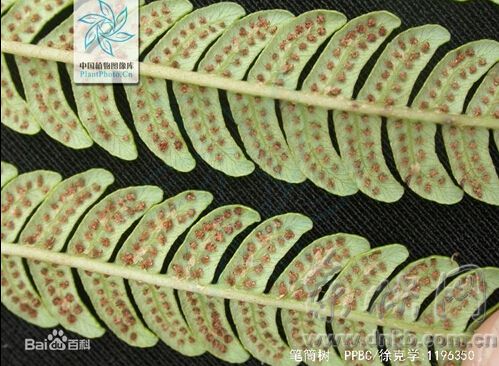 瑯岐島首現(xiàn)2株“活化石”筆筒樹 身世,、年齡是謎
