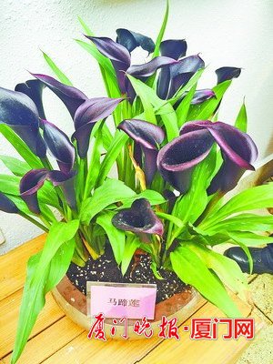 黑色馬蹄蓮現(xiàn)廈門植物園 據(jù)稱全球只有8種黑色花