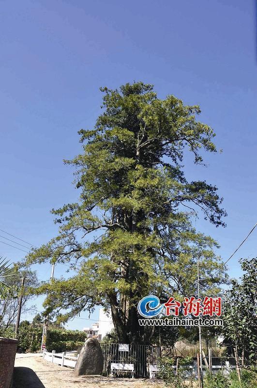 榮獲“福建樹王”　漳平千年水松王綠意盎然(圖)