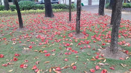 金山大道木棉花落滿地　母子撿回家做樹(shù)葉拼貼畫(huà)