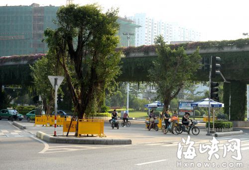 福州：安全島再種大樹　為城市添綠意市民收清涼