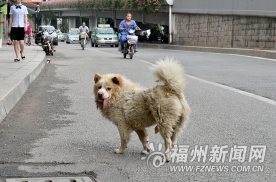 福州城市養(yǎng)犬管理條例草案一審　擬每戶限養(yǎng)一只