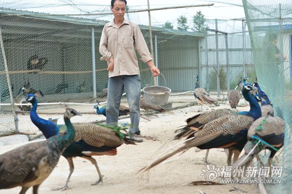 “美麗鄉(xiāng)村”+京臺高速,，成就閩侯孔雀園金字招牌