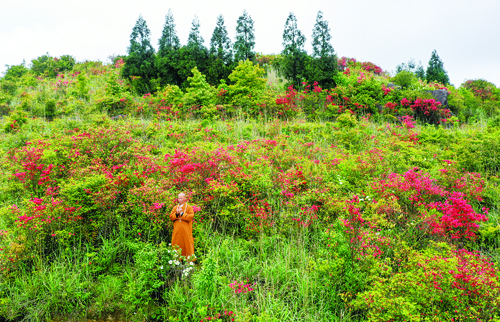 抓住春天的尾巴,， 來大湖這片杜鵑花海拍出“網(wǎng)紅”照