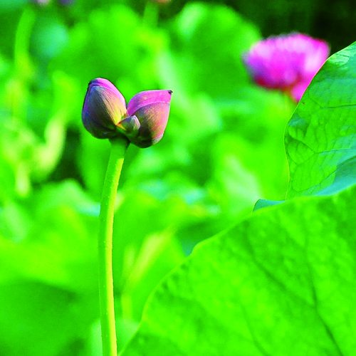 民俗園并蒂蓮花開