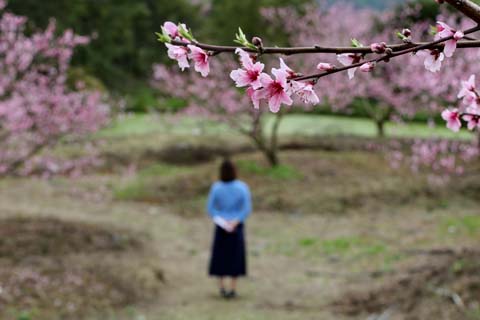 春到田垱村 賞花正當(dāng)時(shí)