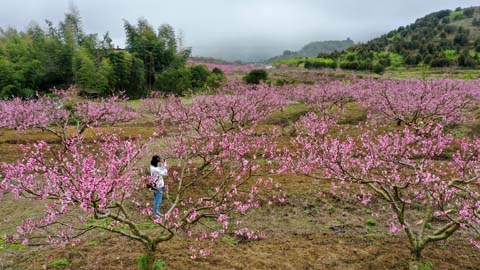 春到田垱村 賞花正當(dāng)時(shí)