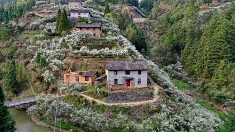 閩侯廷坪“夢幻雪”,，落英繽紛盼君來 