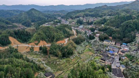 閩侯廷坪“夢幻雪”,，落英繽紛盼君來 