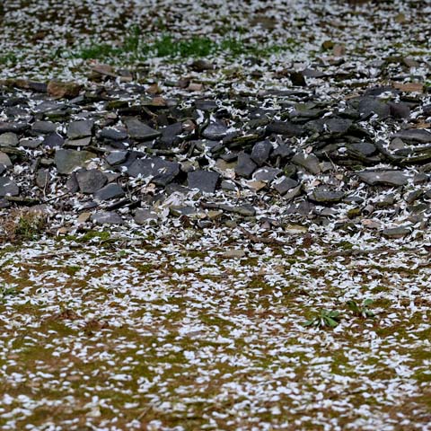 閩侯廷坪“夢幻雪”，落英繽紛盼君來 