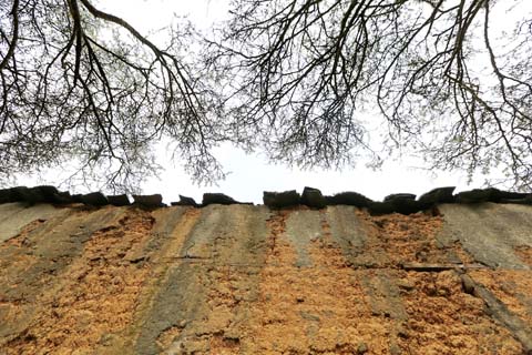 閩侯廷坪“夢幻雪”，落英繽紛盼君來 