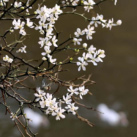 閩侯廷坪“夢幻雪”，落英繽紛盼君來 