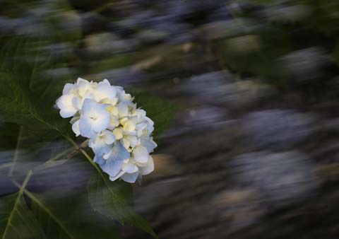 省攝影家協(xié)會采風團走進“繡山花谷”