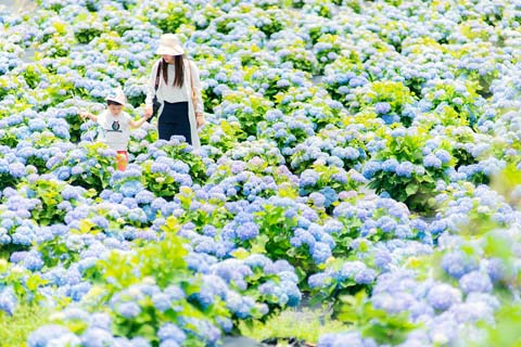 省攝影家協(xié)會采風團走進“繡山花谷”