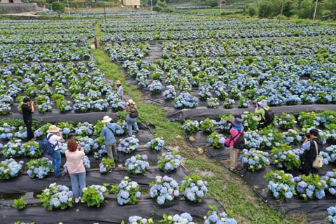 省攝影家協(xié)會采風團走進“繡山花谷”