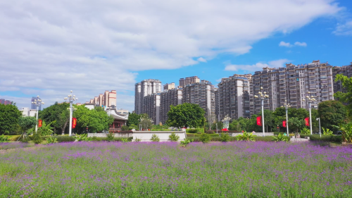 看閩侯丨無需遠行,，來閩都民俗園就能感受紫色浪漫