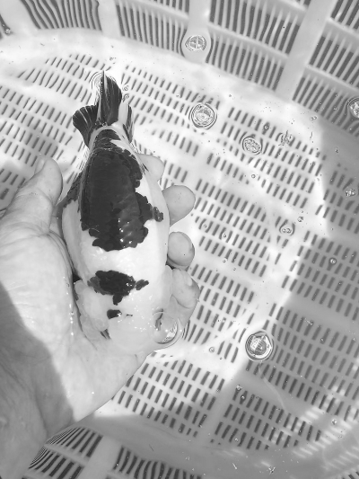 閩侯金魚(yú),，為何一尾難求