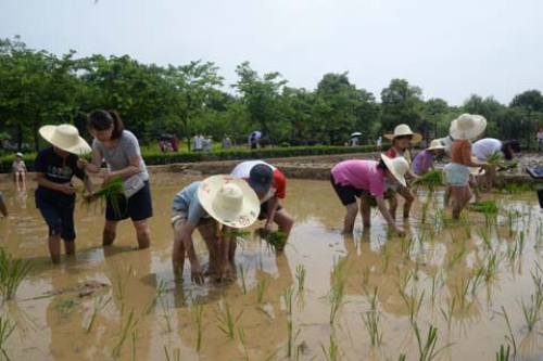 秧插福田 樂享農(nóng)趣