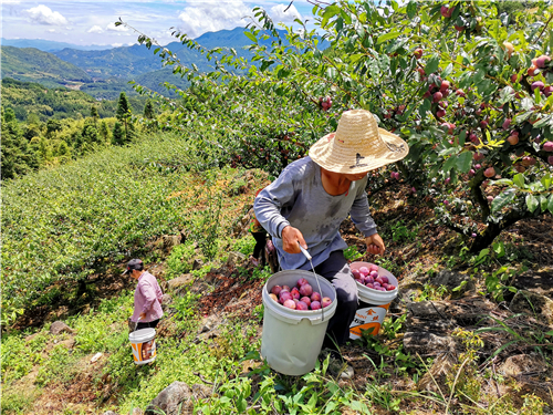 50畝芙蓉李進(jìn)入采摘期