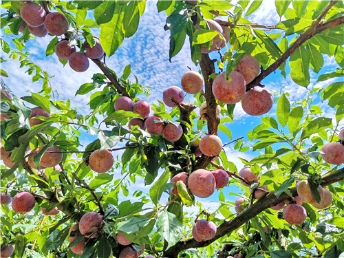 50畝芙蓉李進(jìn)入采摘期