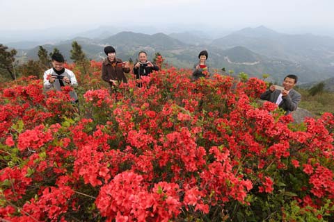 映山杜鵑春來早 鄉(xiāng)村振興畫卷新