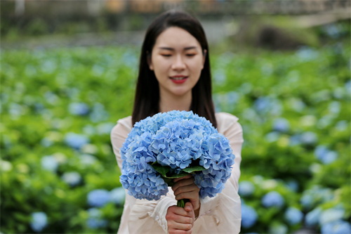 看閩侯丨本季“仙”花,，廷坪良地繡球花開了