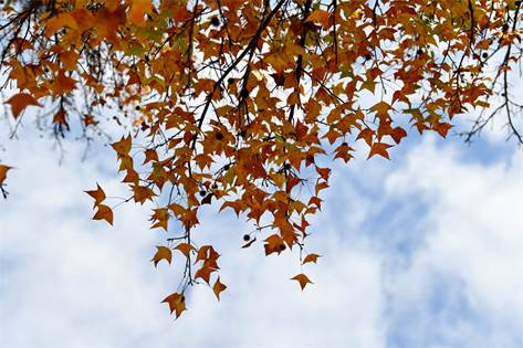 元格村百年楓樹紅了,！一起去看“醉”美“楓”景