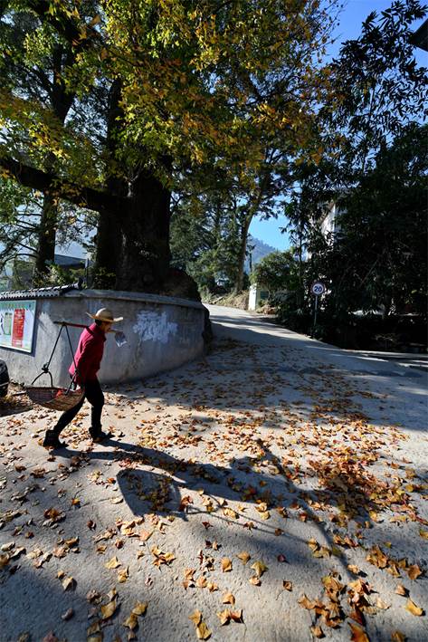 元格村百年楓樹紅了,！一起去看“醉”美“楓”景