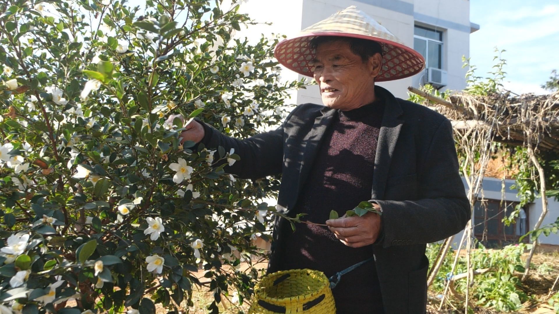 看閩侯丨色澤金黃,、香飄四溢的茶油是如何“煉”成的,? 看閩侯丨色澤金黃、香飄四溢的茶油是如何“煉”成的,?