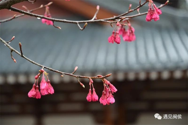 “梅”不勝收,！大湖雪峰寺成片“梅”景,，等你來賞