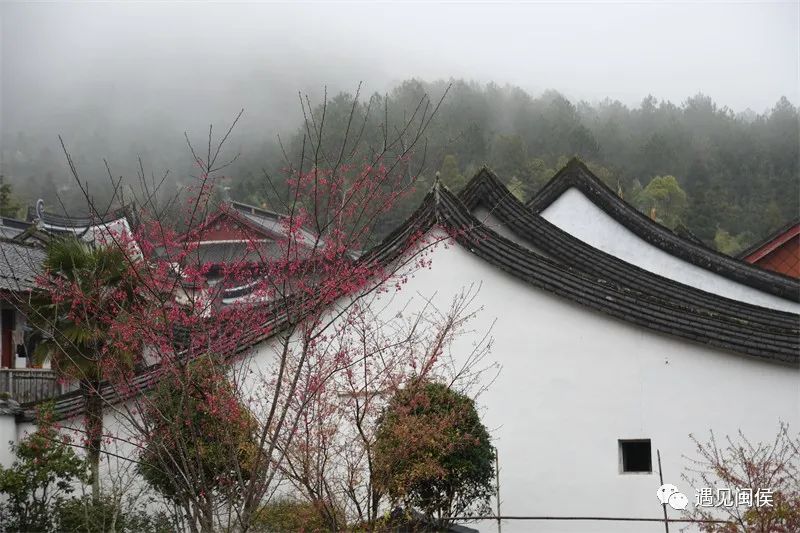 “梅”不勝收！大湖雪峰寺成片“梅”景,，等你來賞