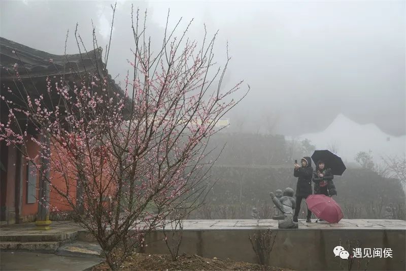 “梅”不勝收,！大湖雪峰寺成片“梅”景,，等你來賞