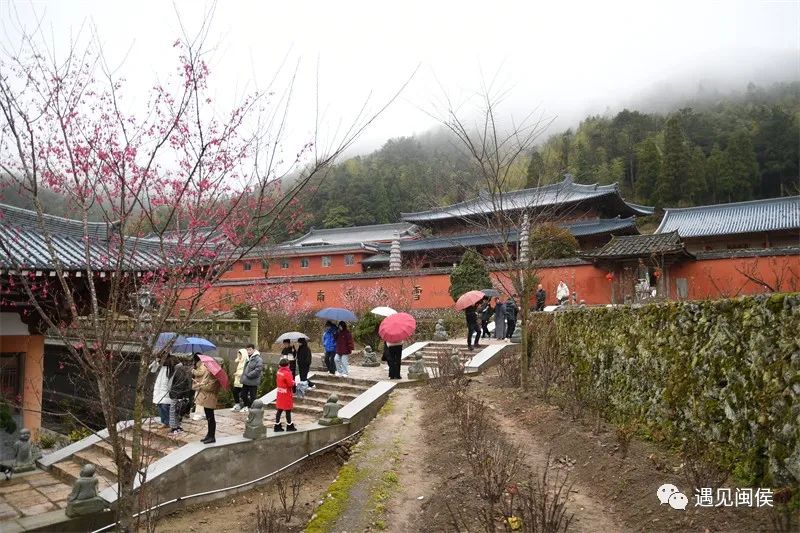 “梅”不勝收！大湖雪峰寺成片“梅”景,，等你來賞