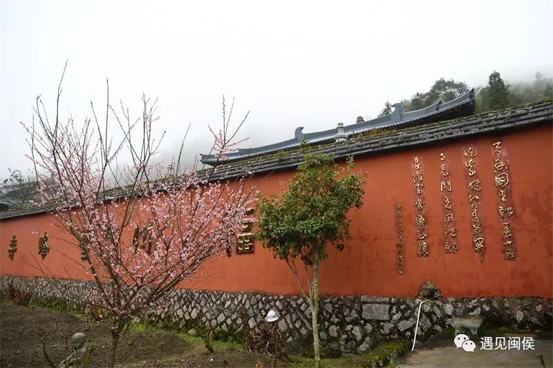 “梅”不勝收,！大湖雪峰寺成片“梅”景，等你來賞