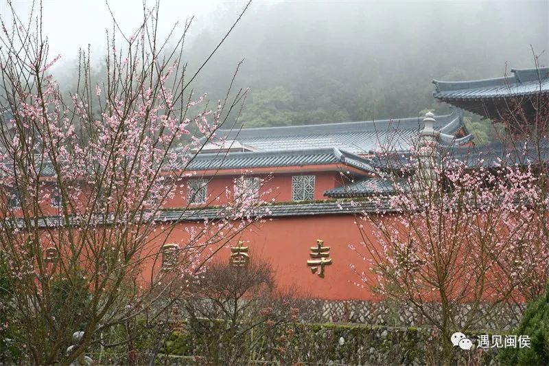 “梅”不勝收,！大湖雪峰寺成片“梅”景,，等你來賞