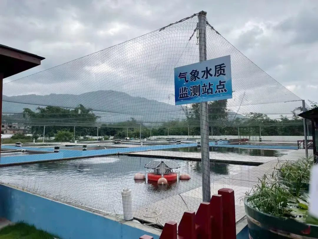 一條游向世界的“中國魚”背后 ——以精細(xì)化氣象服務(wù)呵護(hù)金魚養(yǎng)殖