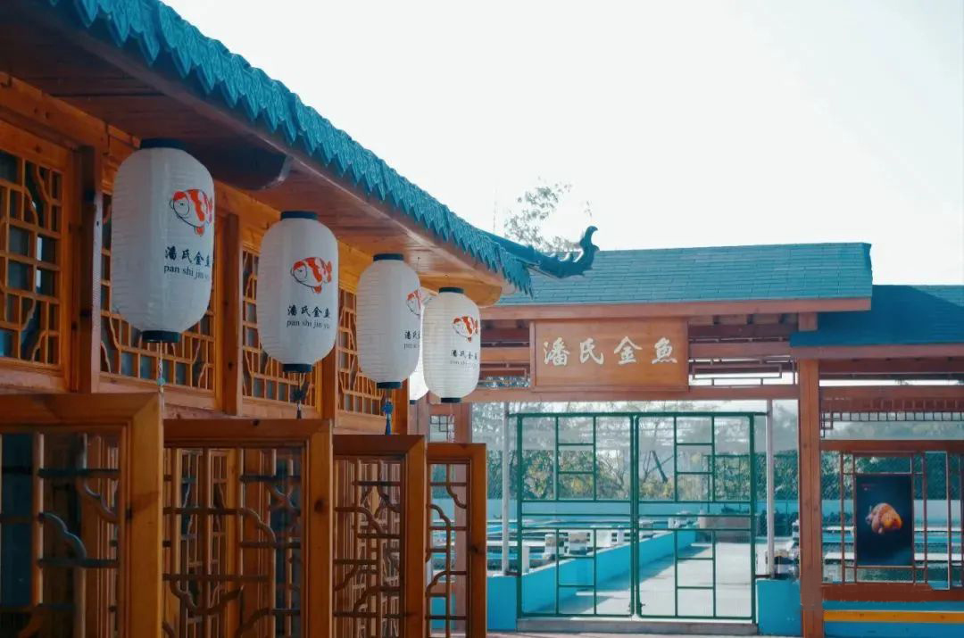一條游向世界的“中國魚”背后 ——以精細(xì)化氣象服務(wù)呵護(hù)金魚養(yǎng)殖