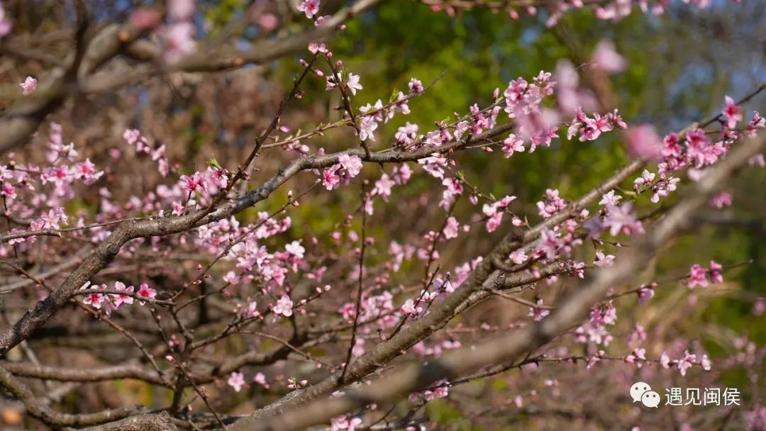 看閩侯丨想看“花花世界”,？安排！