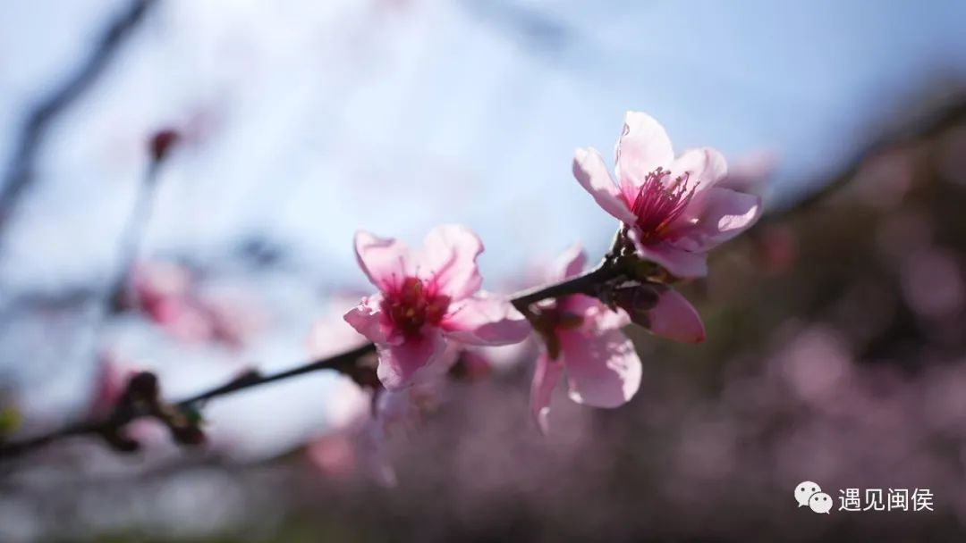 看閩侯丨想看“花花世界”？安排,！