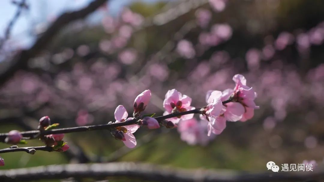 看閩侯丨想看“花花世界”,？安排！