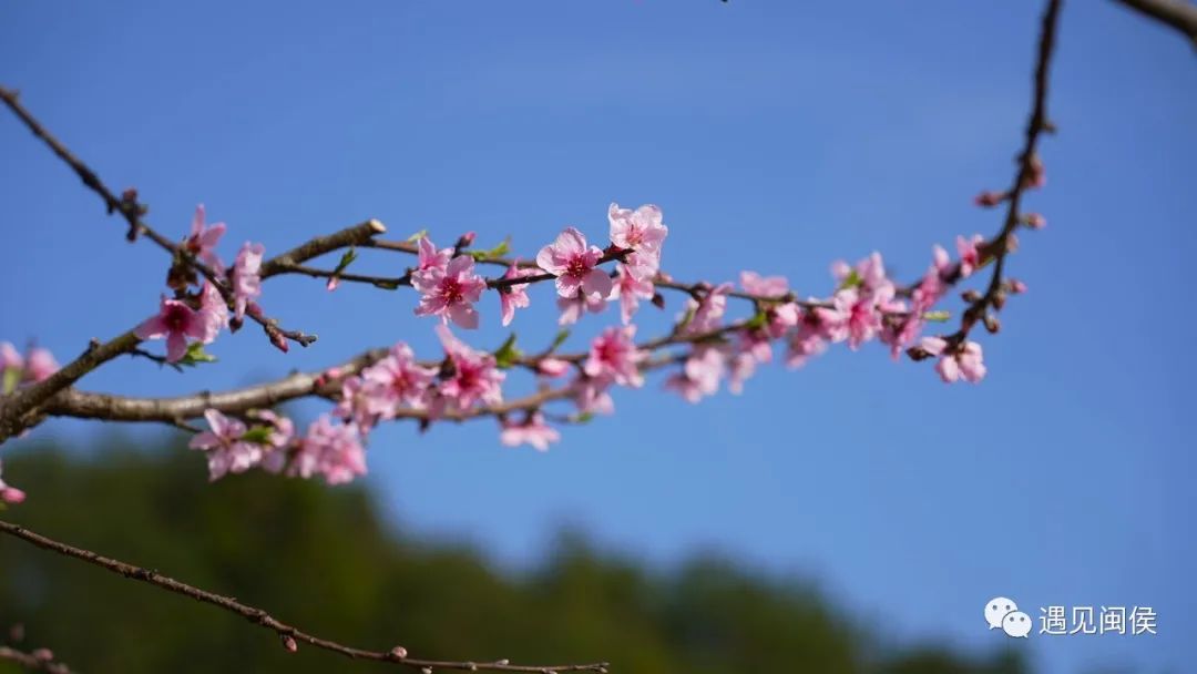 看閩侯丨想看“花花世界”,？安排！