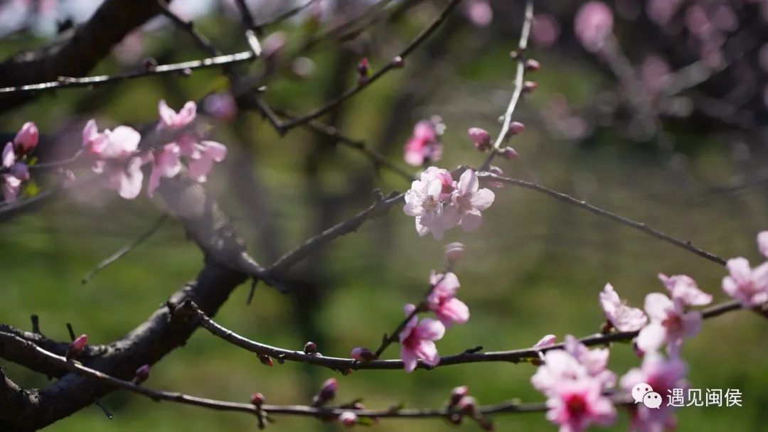 看閩侯丨想看“花花世界”,？安排,！