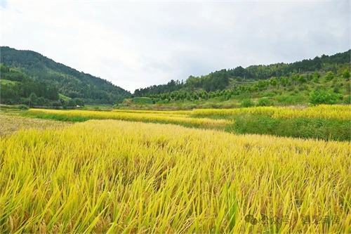 就在廷坪這片稻田,！開(kāi)SHOW！