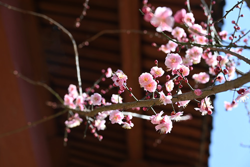 賞梅正當(dāng)時(shí)：雪峰寺邀您共赴花宴