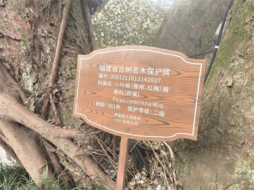 1362株,！在閩侯,，古樹也能“老有所依”