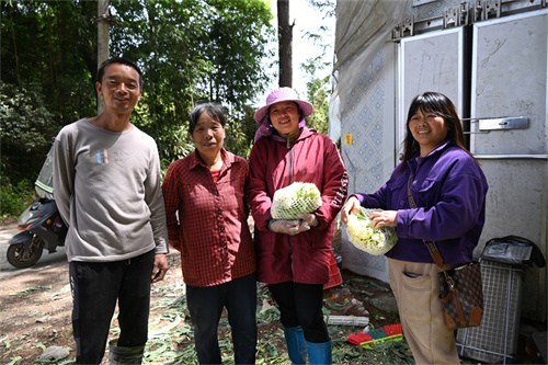 “閩侯菜丫好”,！新塘村迎來大豐收