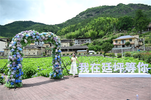 繡球花開，村民笑開,！廷坪“花路子”真香,！