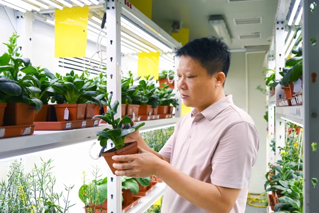 青梗菜懂“方言”,？他讓種子適配全國水土
